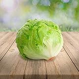 250 x Samen Salat 'Eisberg' mehrjährig 100% Natursamen aus Portugal handgepflückt