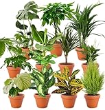 6er-Set-Pflanzenüberraschung | +/- 40-70cm | ø 12-15cm Topf | Pflanzen für Wohnung und Büro,...